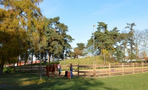 Eine Reitlehrerin gibt kostenfrei Stunden für Remenhof-Kinder und kann dafür ihre Pferde hier unterstellen. Foto: BSM