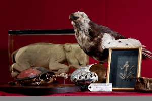 Blick in die Schatzkammer. Foto: Staatliches Naturhistorisches Museum