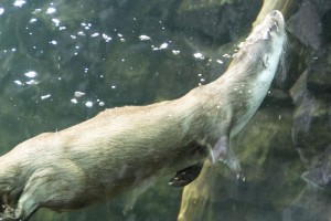 Durch Glasscheiben beobachten wir, wie die Otter durch das Wasser toben