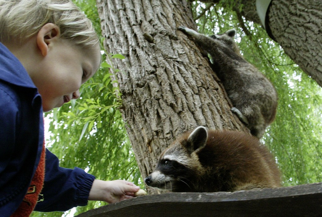 Im „Arche Noah Zoo“ Braunschweig können Besucher den Tieren ganz nahe kommen. Foto: BSM / Thomas Ammerpohl