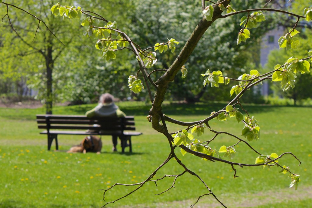Im Frühling schlagen die ersten Bäume im Bürgerpark aus. Viel Platz, um die Seele baumeln zu lassen. Foto: BSM/Gerald Grote