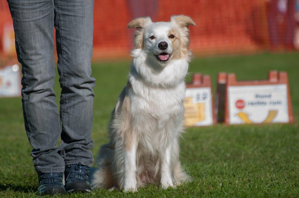 Spiel, Spaß und Action bei der Rally Obedience. Foto: Fit für Hund Hundeschule/Michael Fuhrmann