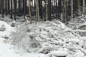 Verschneite Äste im Harz.