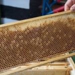 In den Bienenwaben sammeln die Bienen den Nektar. Foto: BSM