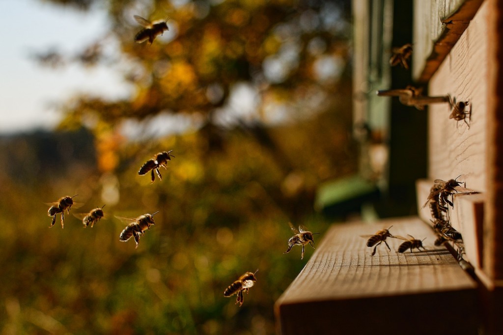 Summ, summ, summ: Bienen im Anflug in den Bienenstock. Foto: pixabay