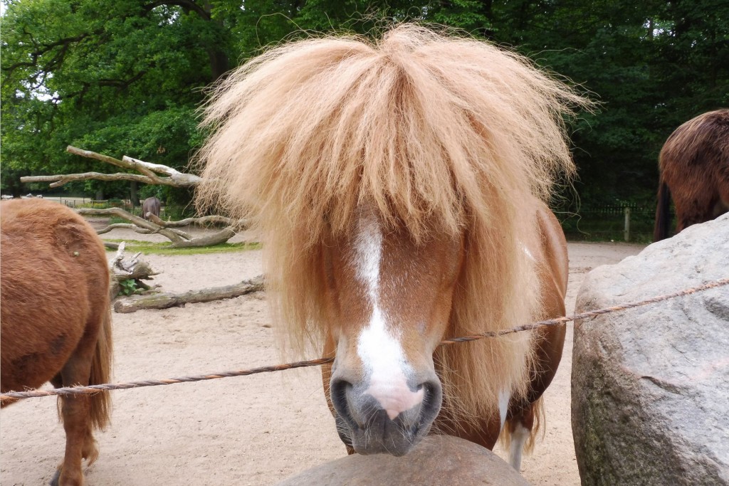 Pony im Tierpark Essehof