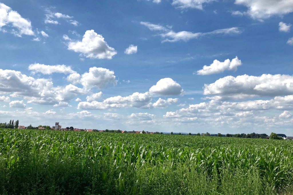 Untere Hälfte ein grünes Maisfeld, obere Hälfte blauer Himmel mit weißen Schäfchenwolken. Am Horizont ist ein Dorf erahnbar.