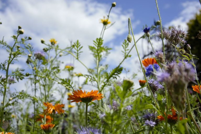 Blumenwiese