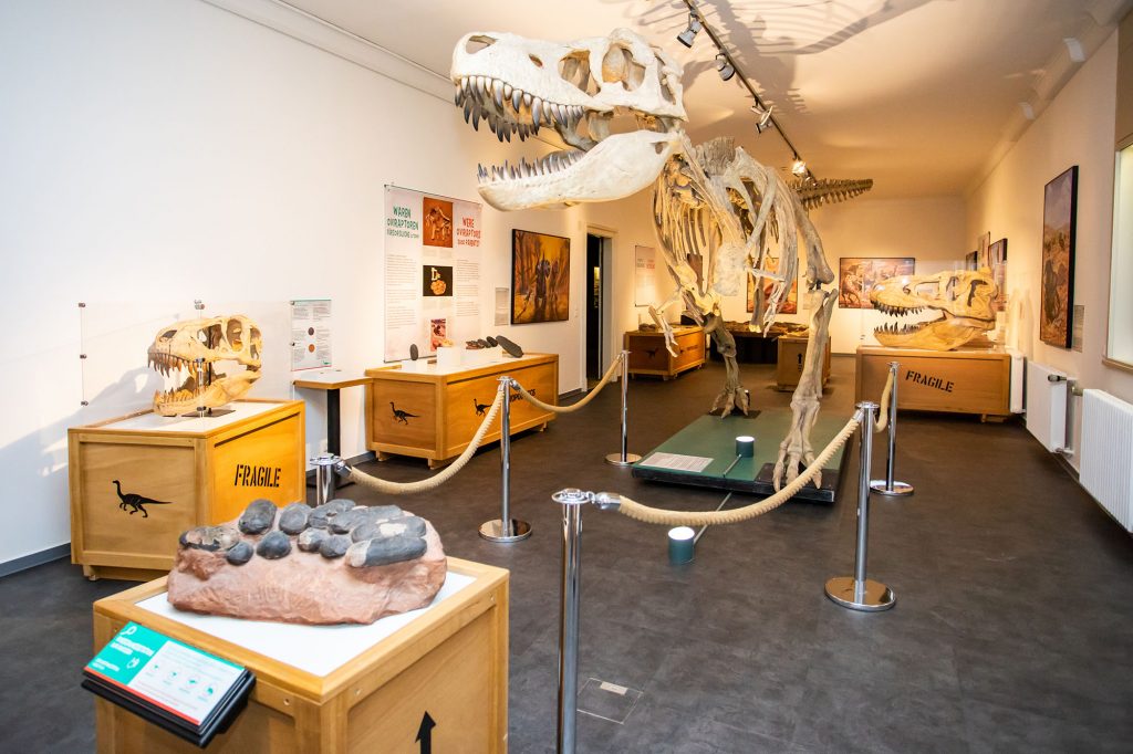 Ein Dinosaurierskelett im Museum