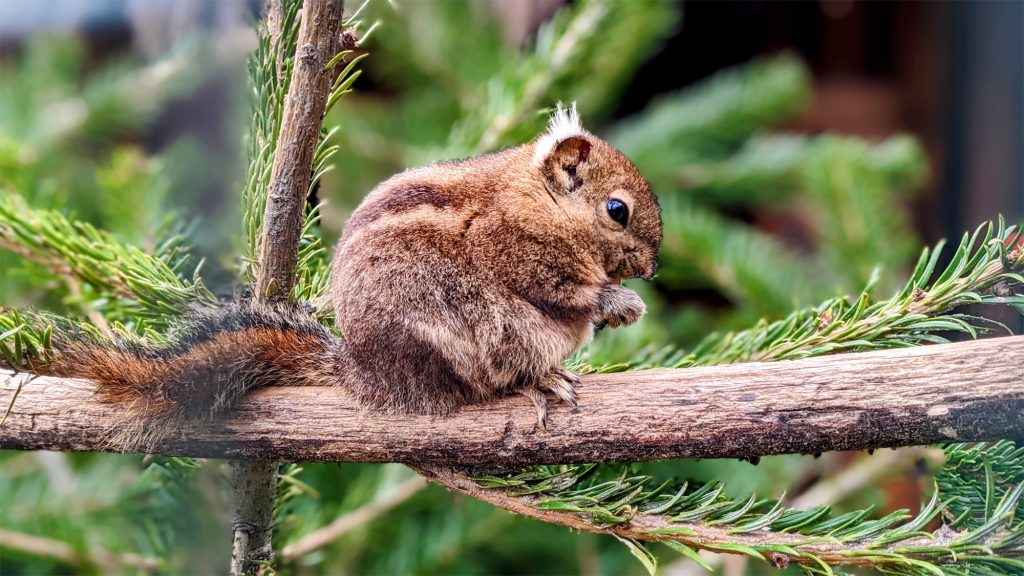 Ein Baumstreifenhörnchen auf einem Ast