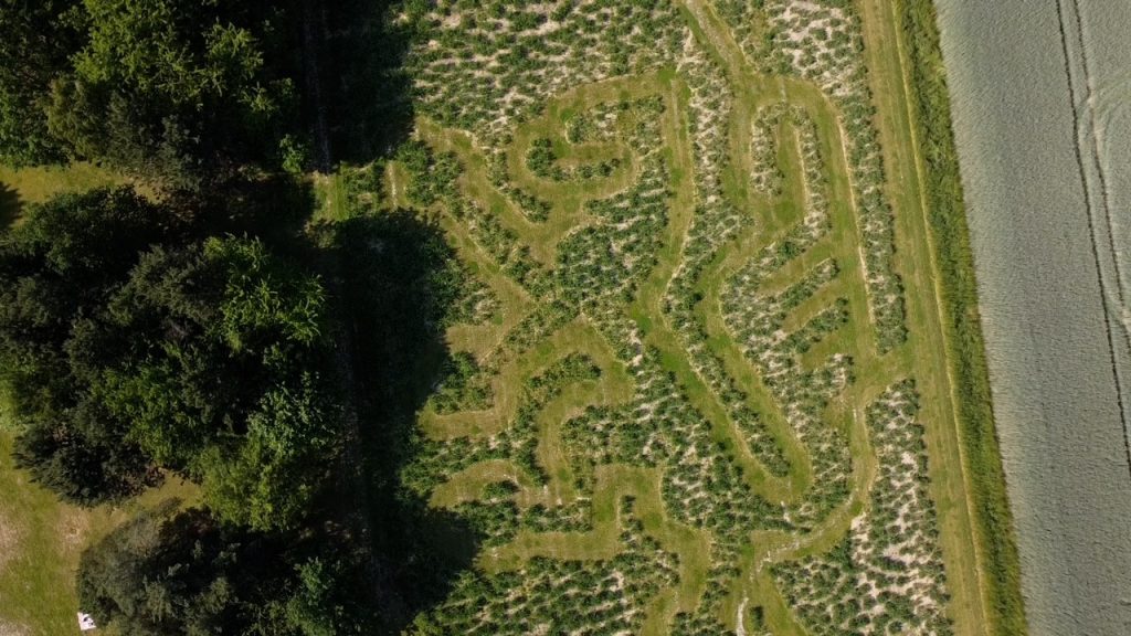 Ein Labyrinth in Form eines Löwen von oben